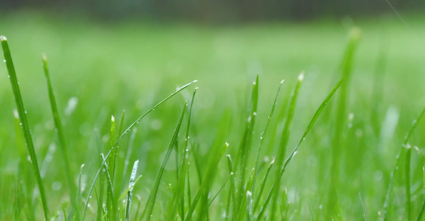雨中的小草唯美图片