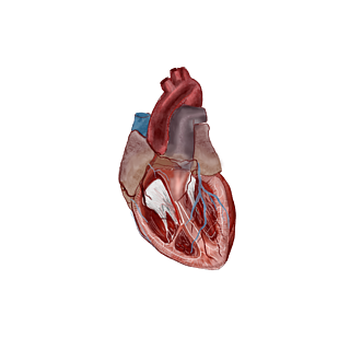 医疗人体结构组织关系手绘水彩心脏切面
