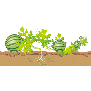 【植物生长过程卡通图】图片免费下载_植物生长过程卡通图素材_植物