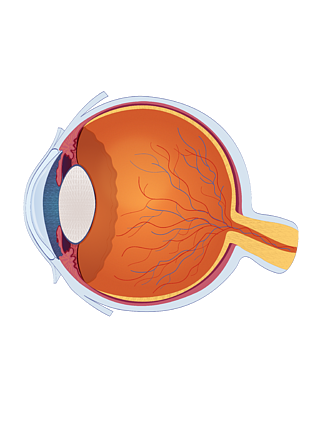 医疗眼球结构生物