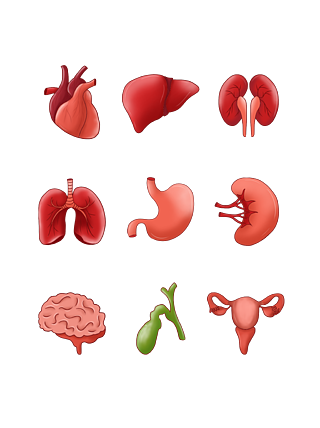 手繪寫實風人體器官系列心臟大腦內臟元素高清矢量人體器官潔白牙齒