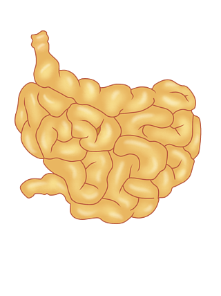 【小腸上皮】圖片免費下載_小腸上皮素材_小腸上皮模板-千圖網