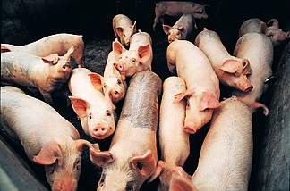 猪 动物 农场 家畜 小猪 农业 粉红色 家养猪 户外 猪肉 鼻<i>子</i> 家养动物
