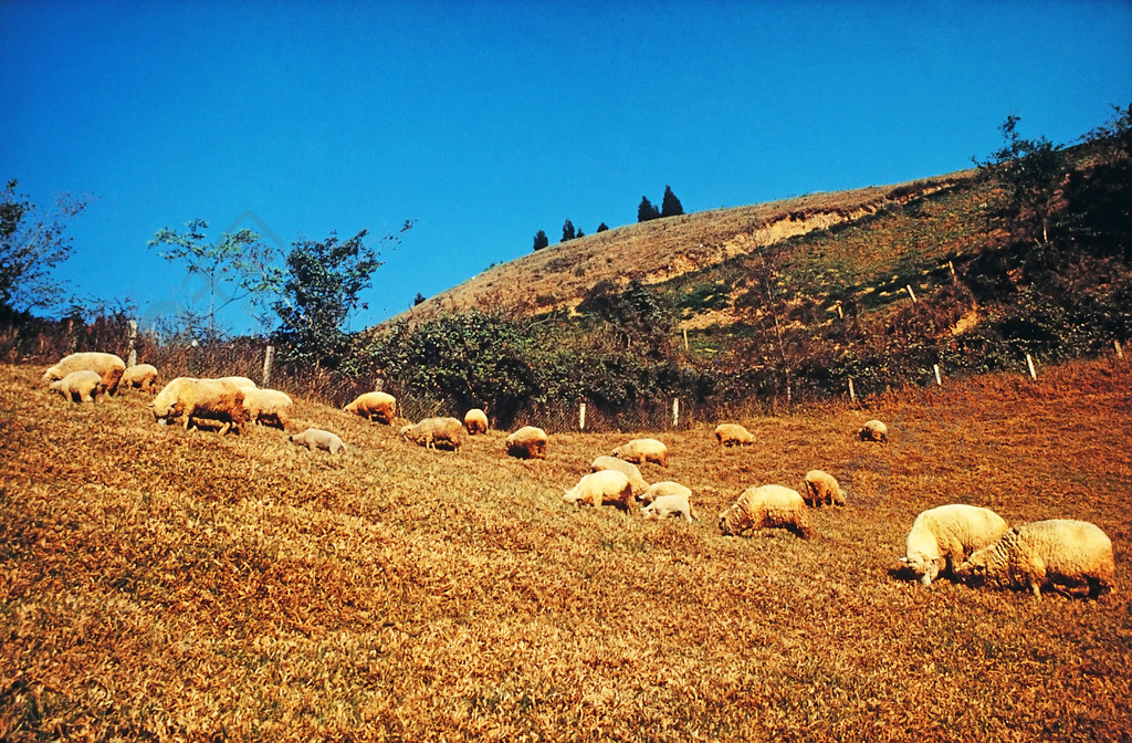 農村場景農場自然農業草地戶外草地牲畜牧場動物夏天放牧