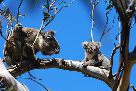 澳大利亚维多利亚大洋路坎贝尔港国家公园树上的考拉熊和一只小熊