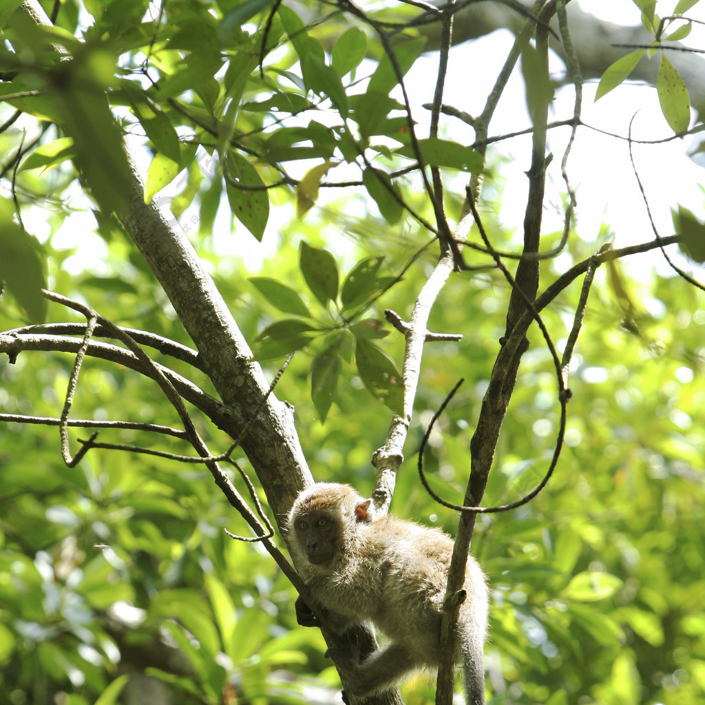 一隻猴子在 sundarban 物種的樹上選址