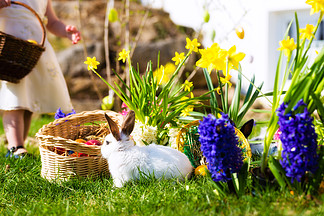 春天在草地上寻找复活节彩蛋的小女孩 在<i>前</i><i>景</i>中 一只活生生的复活节兔子正在等待