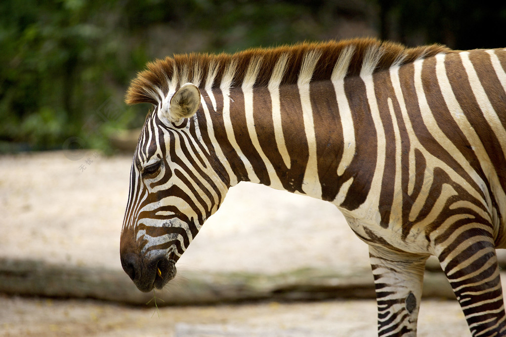 動物園裡的斑馬