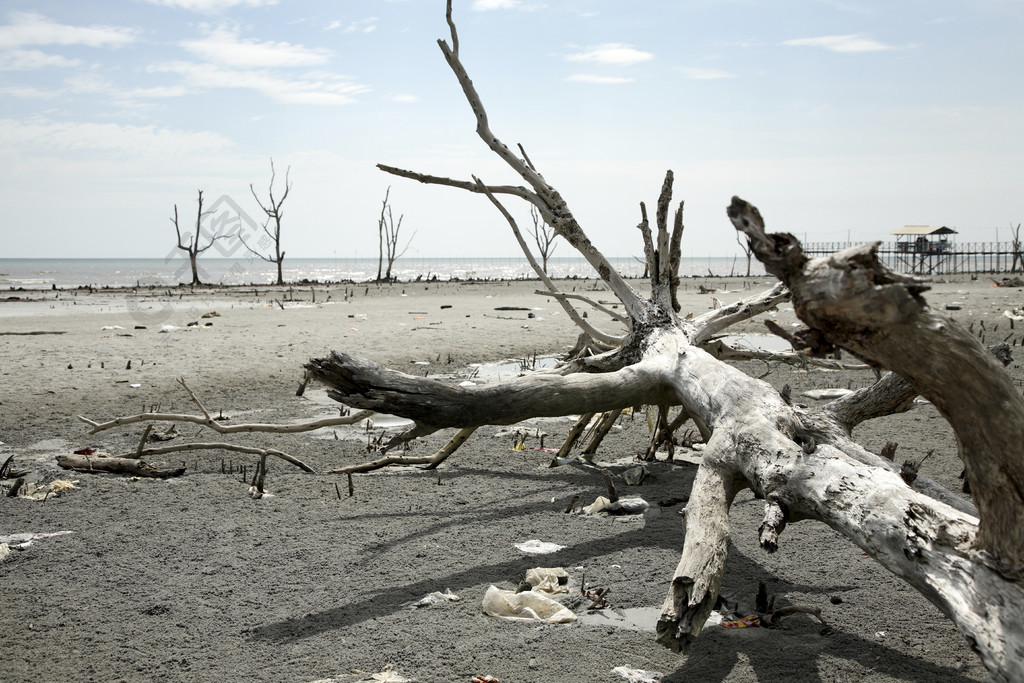 海灘樹枝枯死的植物髒漂流木漂流木環境破壞環境環境清理凌亂自然塑料