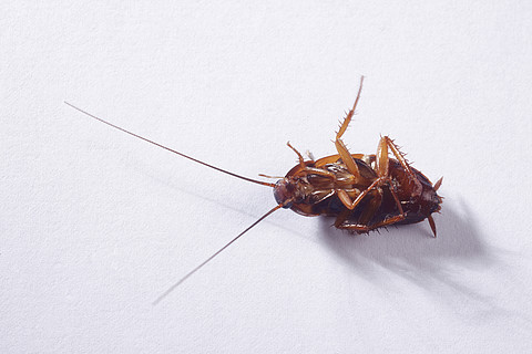 蟑螂触角类型图片