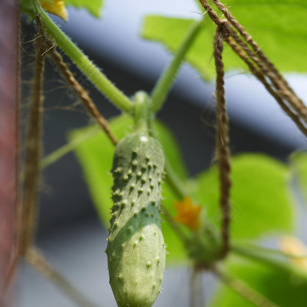 與黃色花的年輕植物黃瓜休假背景上多汁的新鮮黃瓜特寫宏