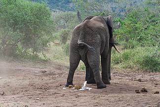 大象拉尿图片