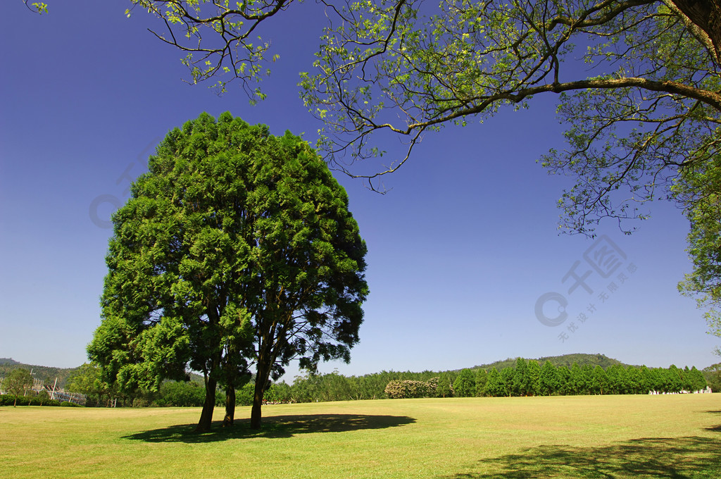 樹自然夏天戶外綠色草地草地森林藍色風景植物田園風光