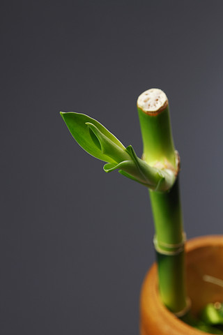 用新樹枝關閉竹子