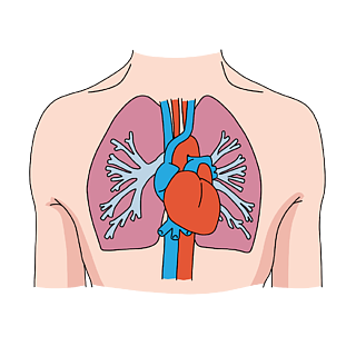 心脏和乳房的位置图图片