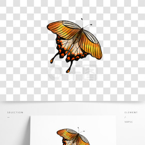 飞舞的枯叶蝶橙色昆虫水彩