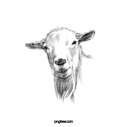 羊头素描简单图片