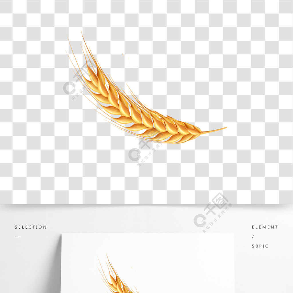 小麦插画粮食麦子