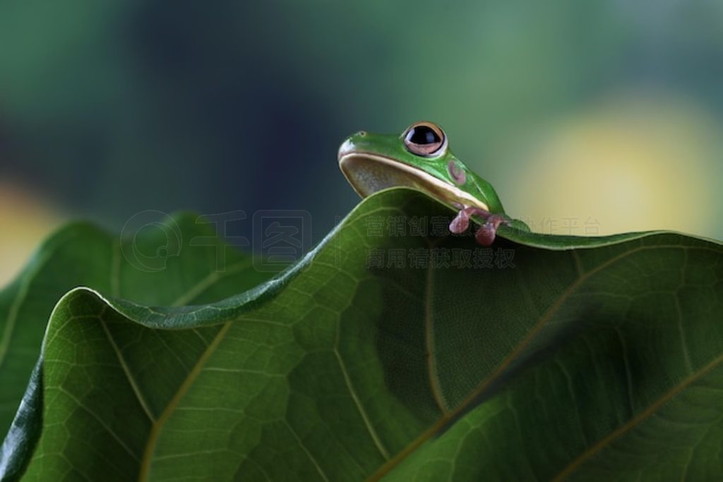 Ҷϵİ״ Litoria infrafrenata