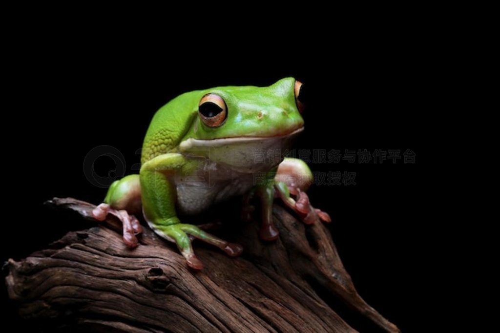 ״ Litoria infrafrenata дľͷ