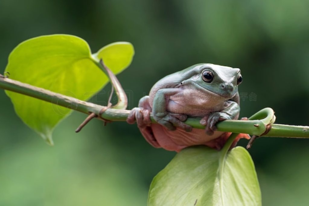 Ҷϵİ Litoria caerulea ֦ϵİ ֦ϵ