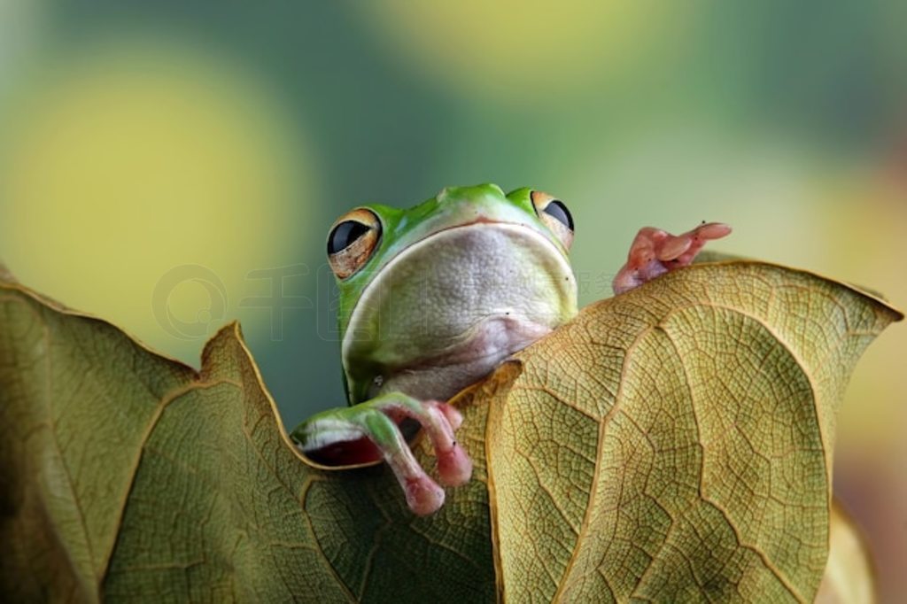 Ҷϵİ״ Litoria infrafrenata