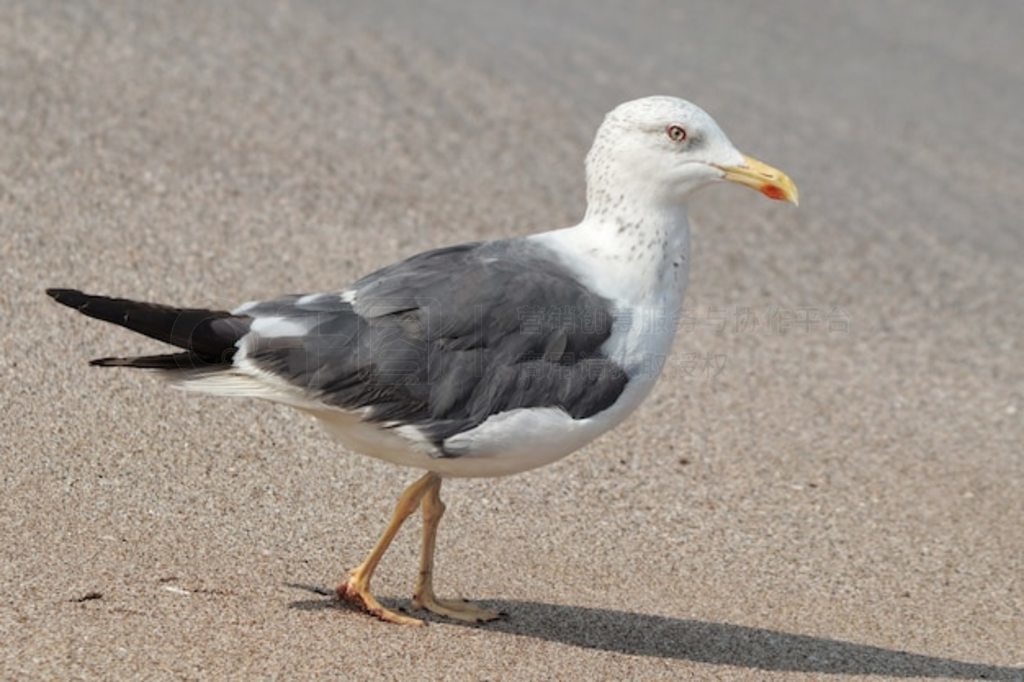 ڱŸ (Larus marinus) дͼ