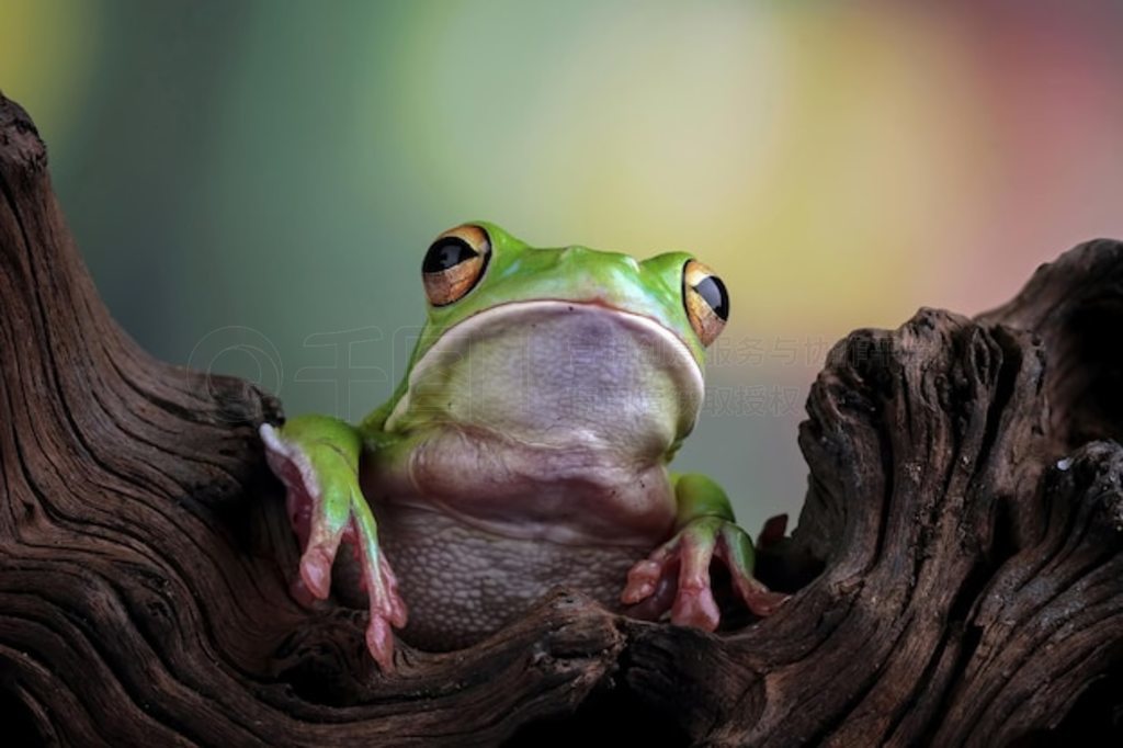 Ҷϵİ״ ״ Litoria infrafrenata