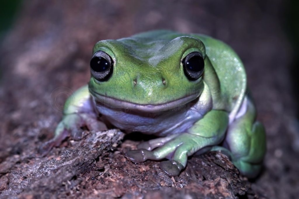 Ҷϵİ litoria caerulea ϵİ ֦ϵܶд