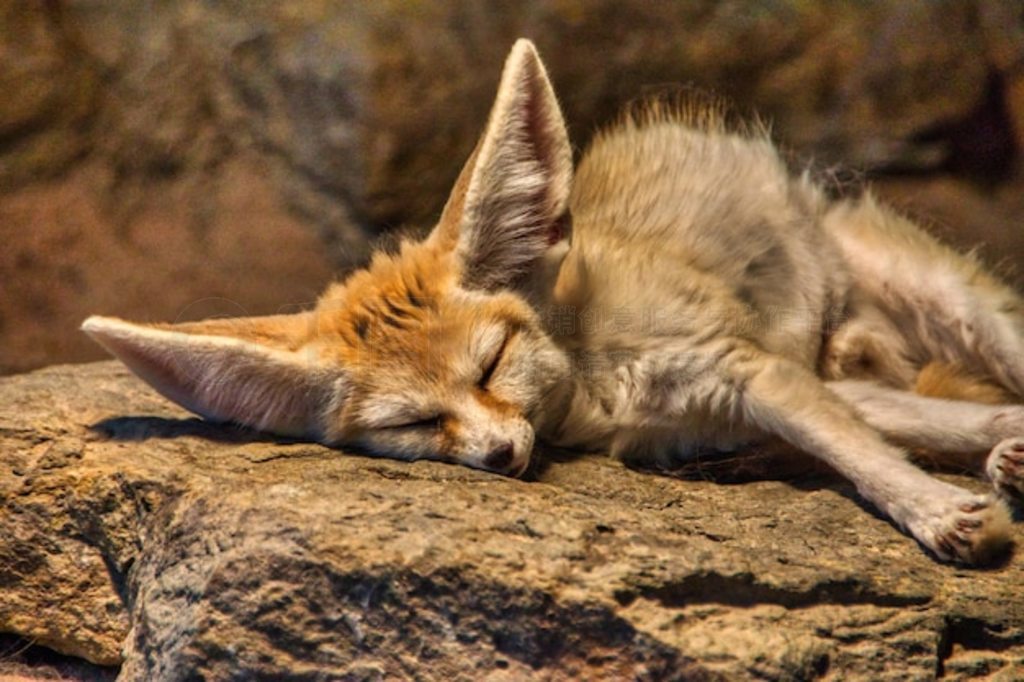 һֻ Fennec ů˯ʯͷϵд