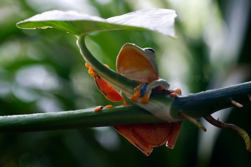 Ҷϵķ Rachophorus reinwardtii 