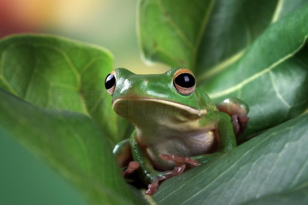 Ҷϵİ״ Litoria infrafrenata