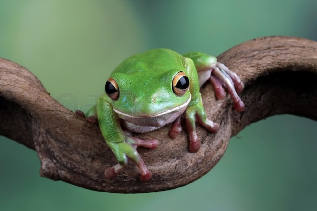 Ҷϵİ״ ״ Litoria infrafrenata