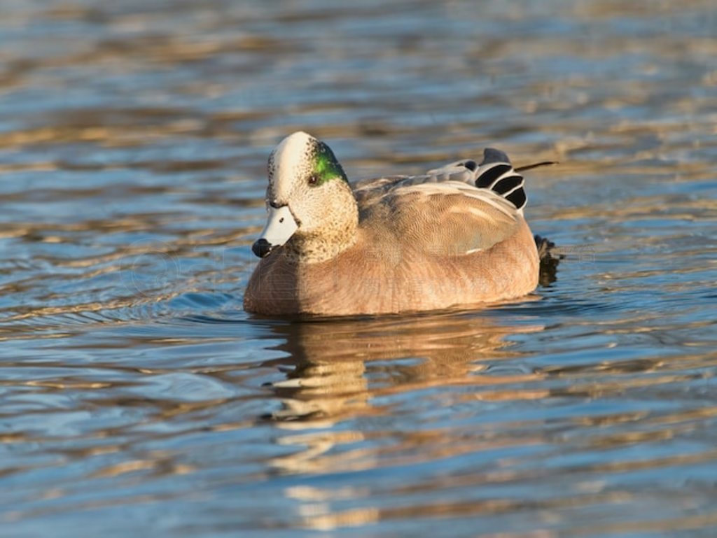 Ưˮϵ wigeon (Mareca americana) Ѽǳ