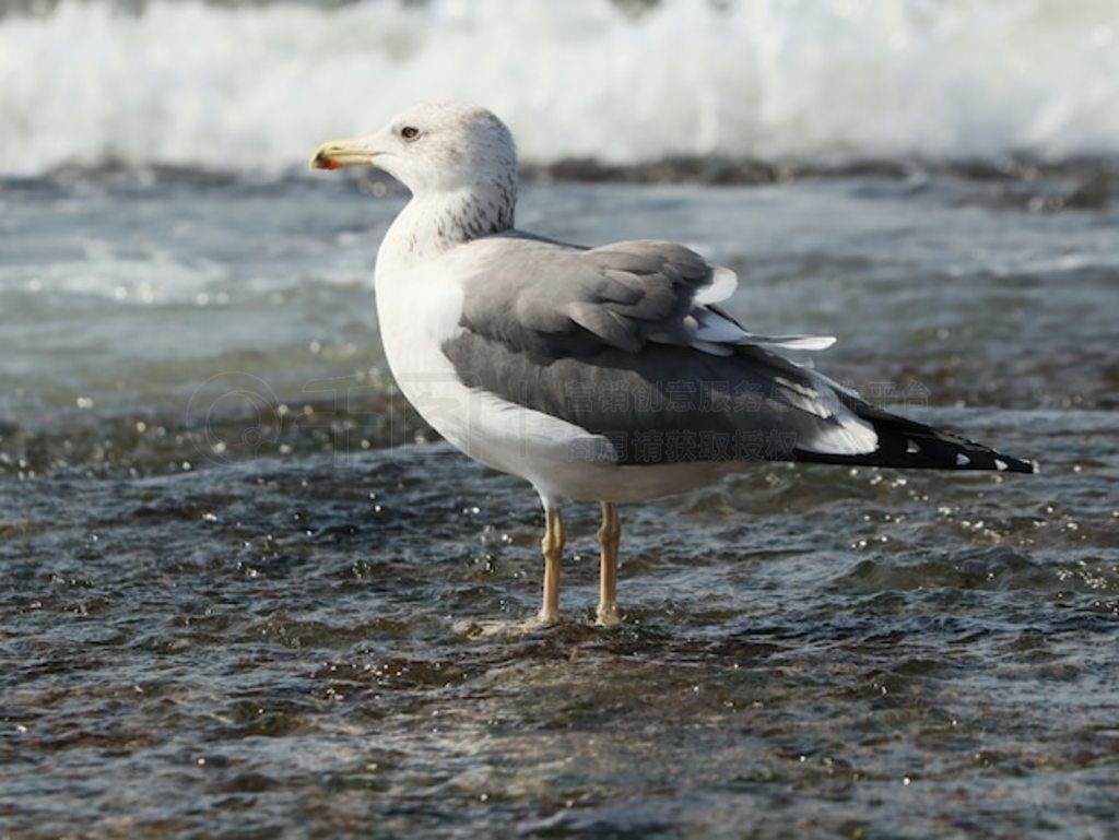 дڱŸ (larus marinus) Ĳͼ