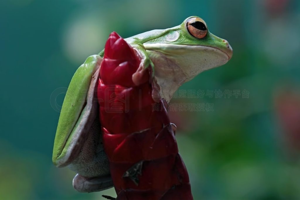 Ҷϵİ״ ״ Litoria infrafrenata