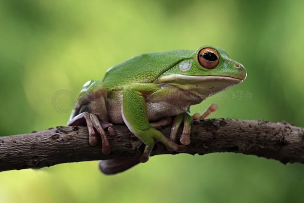 ֦ϵİ״ Litoria infrafrenata