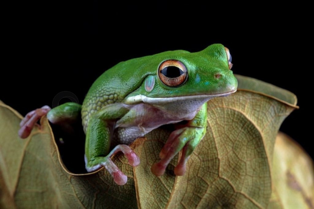 Ҷϵİ״ Litoria infrafrenata