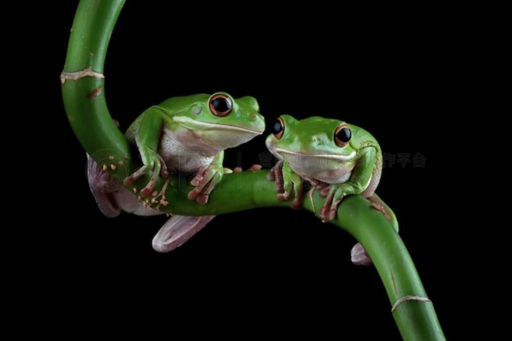 Ҷϵİ״ Litoria infrafrenata