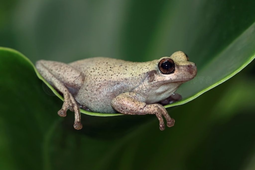 Ҷϵ Litoria  ҶϵİĴд ɳĮд