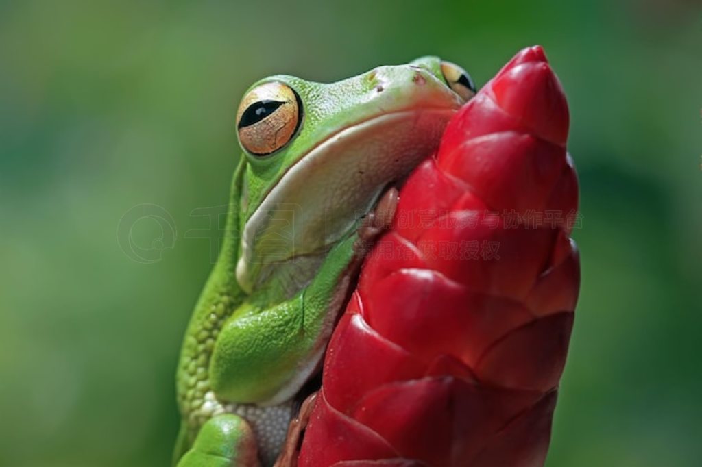 ѿϵİ״ Litoria infrafrenata