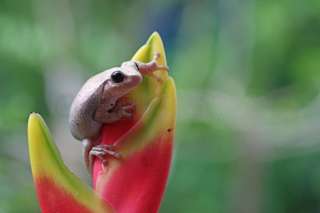 컨ϵ Litoria  ҶϵİĴд ɳĮд