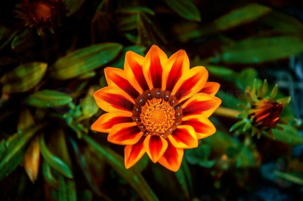 ɰ Osteospermum ֲĸ߽ǶѡԾ۽ͷ