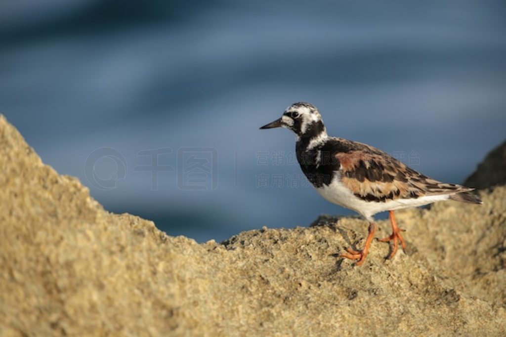  Ruddy Turnstone Arenaria interpres