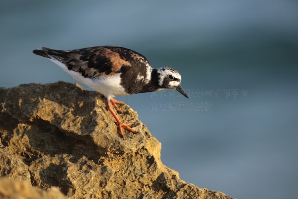  Ruddy Turnstone Arenaria interpres