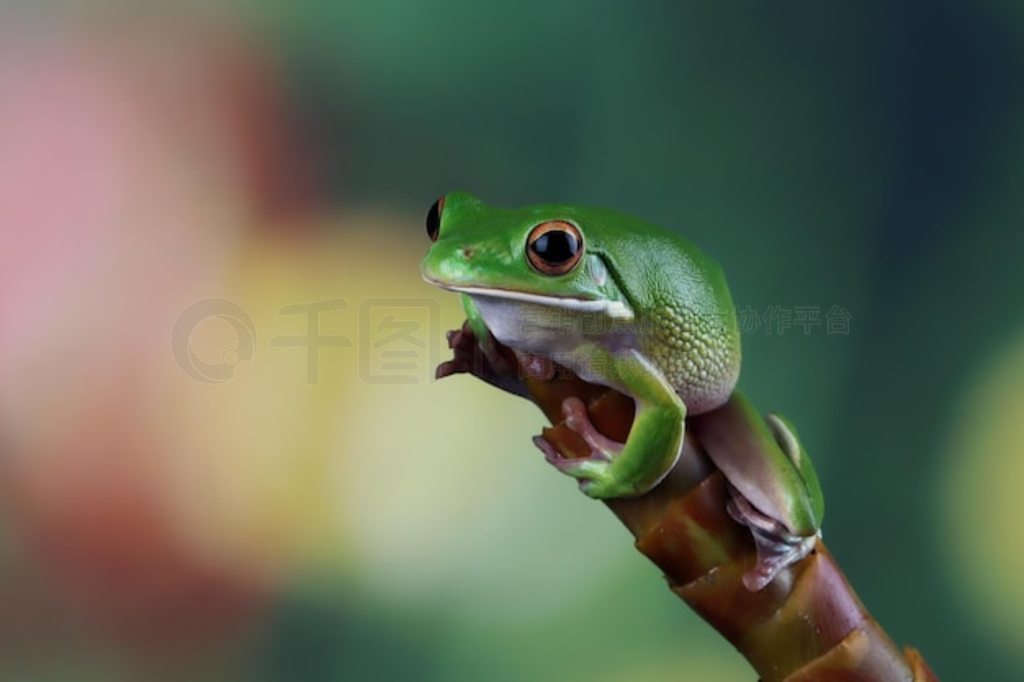 ֦ϵİ״ Litoria infrafrenata