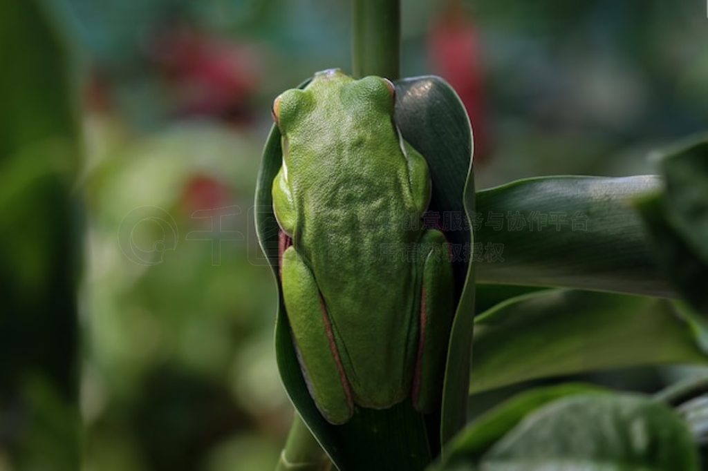 Ҷϵİ״ Litoria infrafrenata