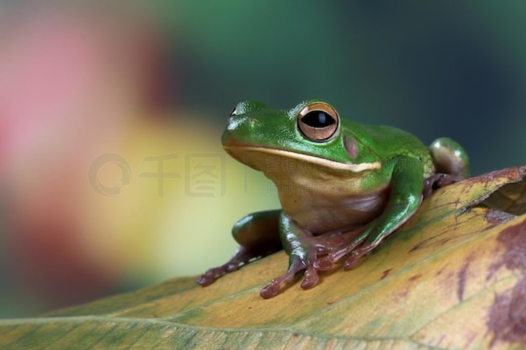 Ҷϵİ״ Litoria infrafrenata