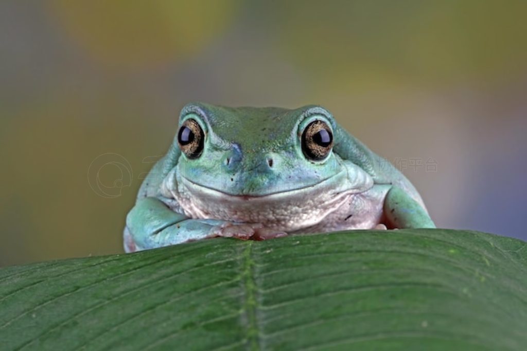  Litoria caerulea дƤ ֦ ֦ ܶд