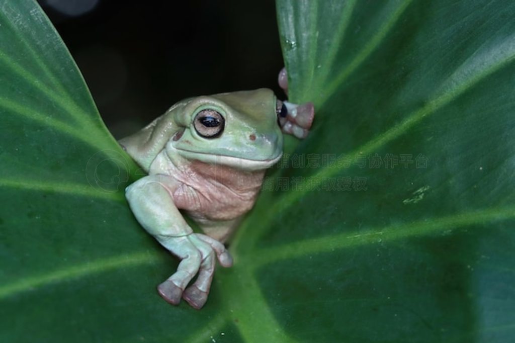 Ҷϵ Litoria caerulea  ֦ϵİ д д